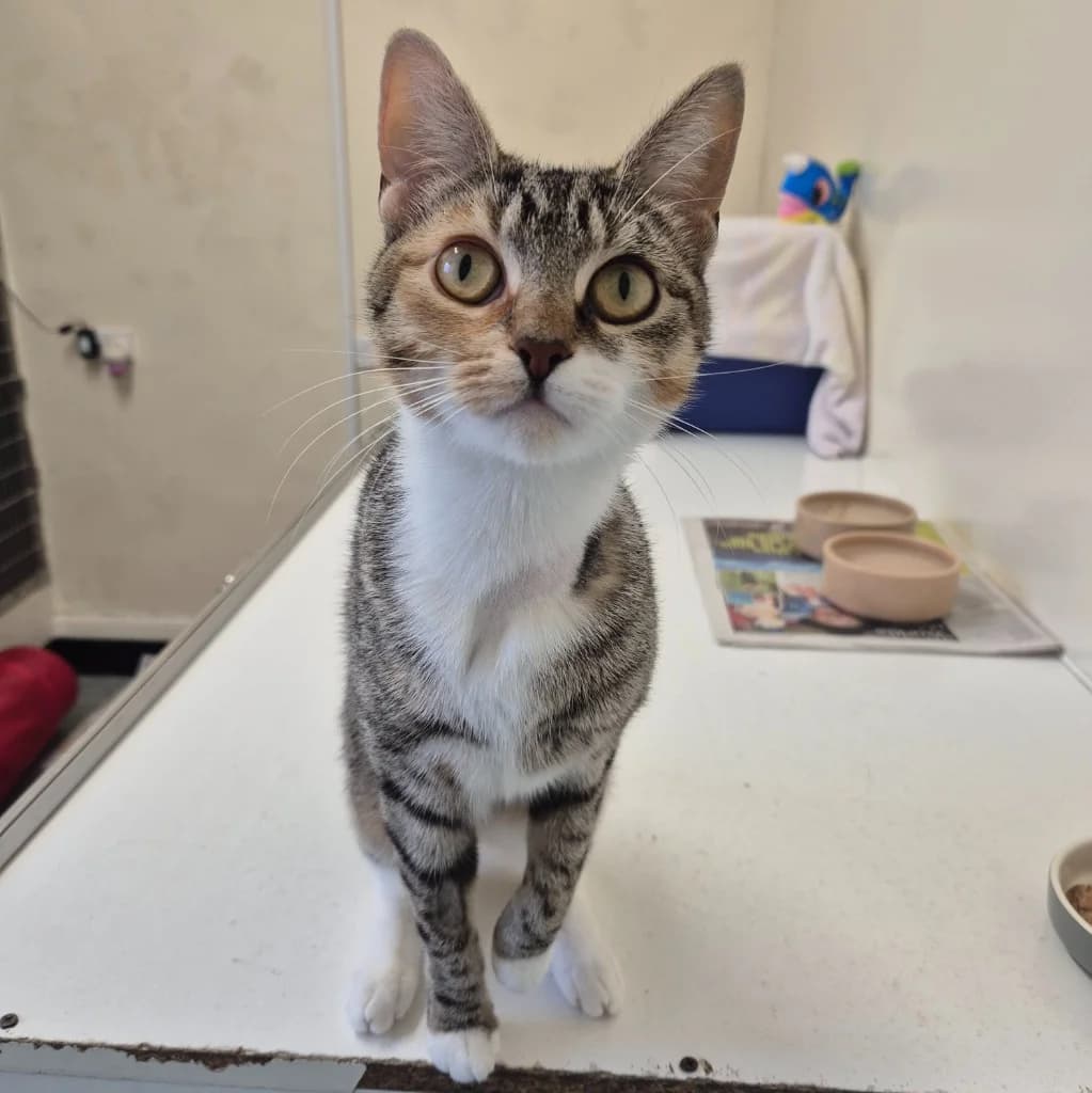 Jellybean, female young Mixed Breed Cat for adoption at The Sheffield Cats Shelter