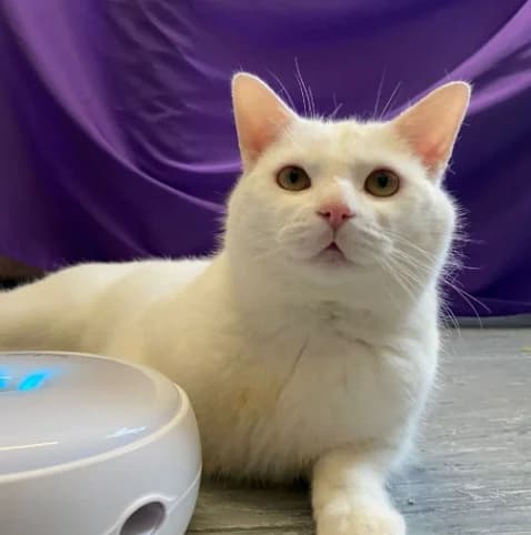 Casper, male 4yo Mixed Breed Cat for adoption at The Sheffield Cats Shelter