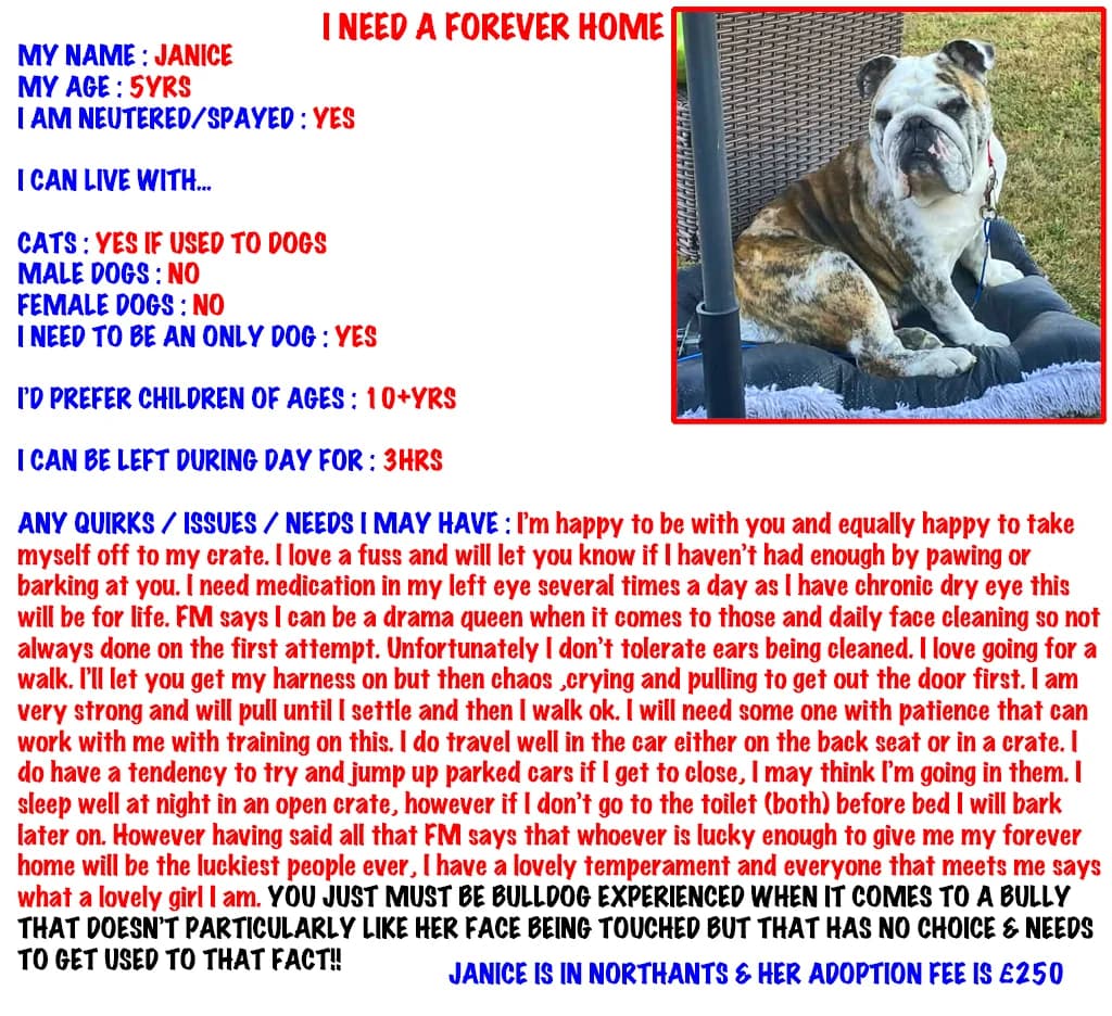 Janice, English Bulldog for adoption at The Edward Foundation