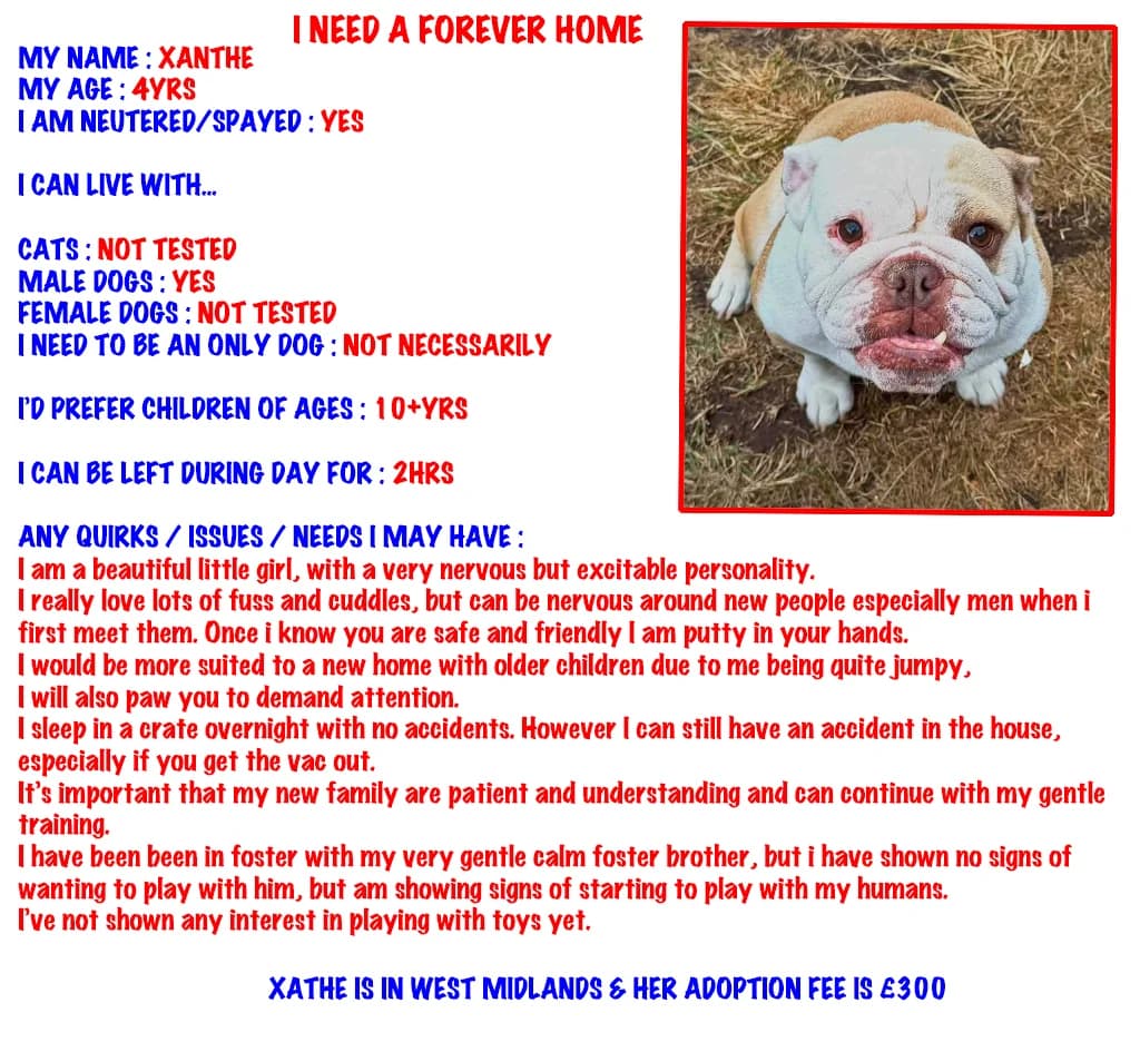 Xanthe, English Bulldog for adoption at The Edward Foundation
