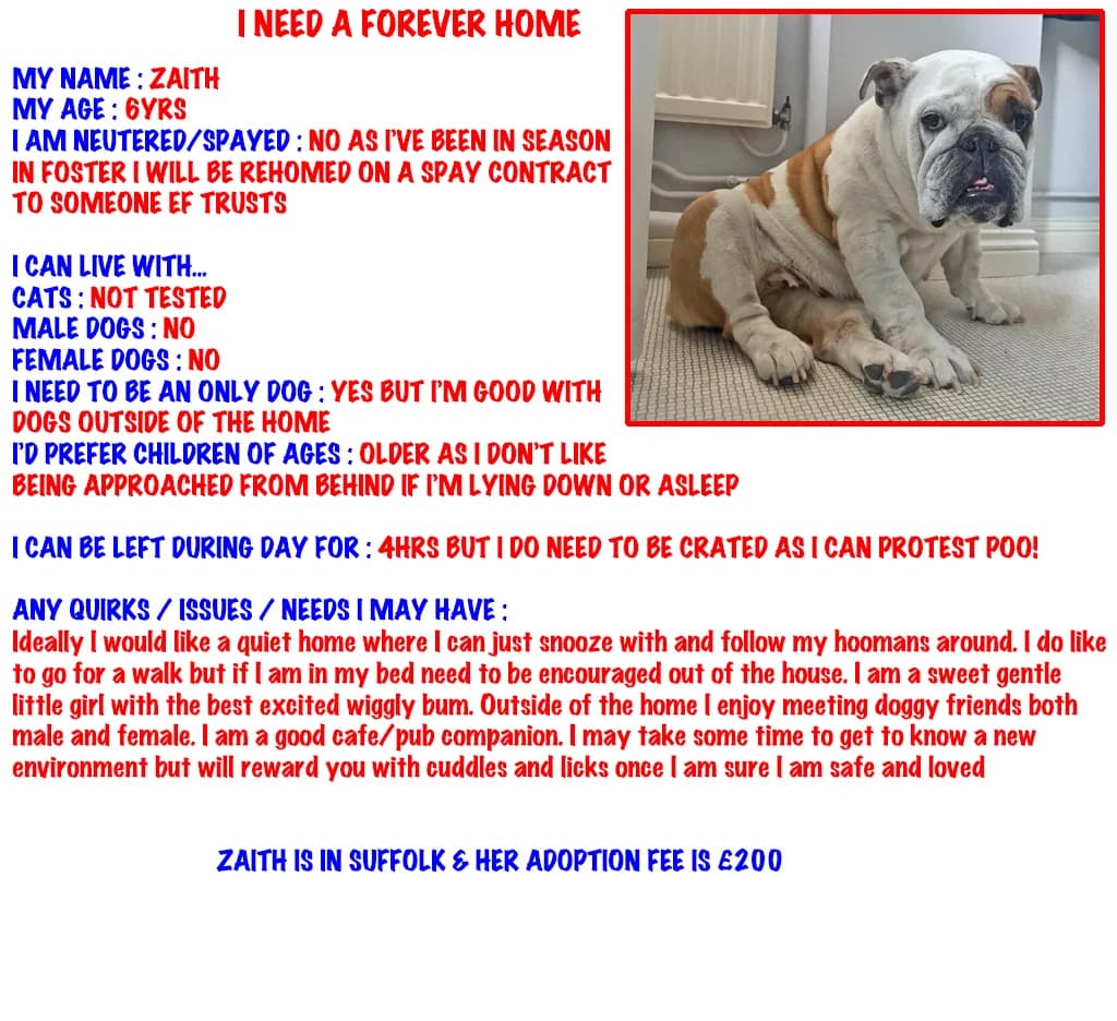 Zaith, English Bulldog for adoption at The Edward Foundation