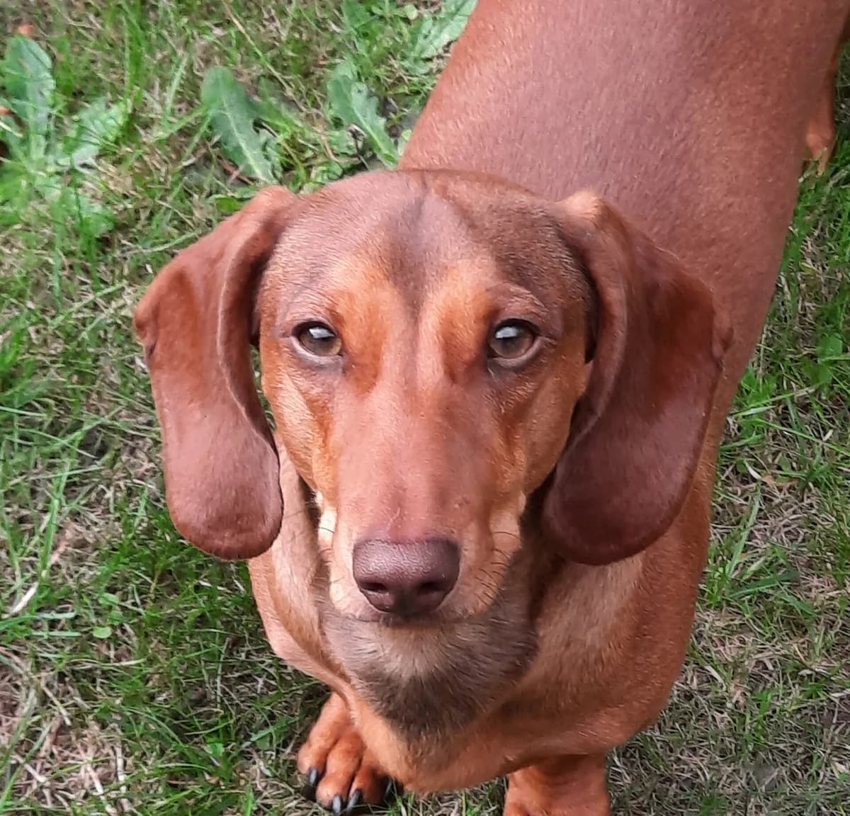 Alf, male Dachshund for adoption at The Red Foundation, Pentlow Street