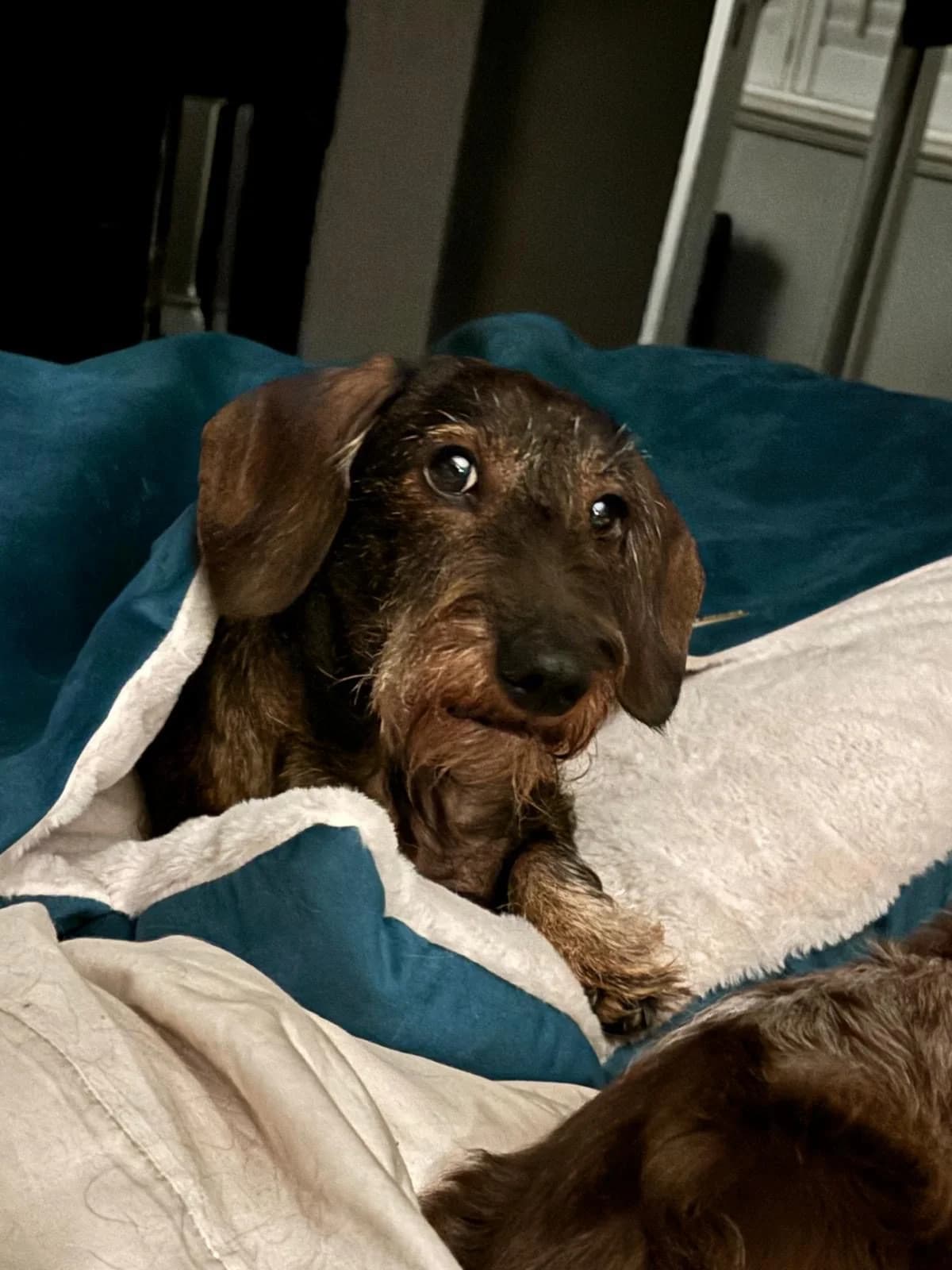 Archie, male senior mixed breed for adoption at The Red Foundation, Pentlow Street