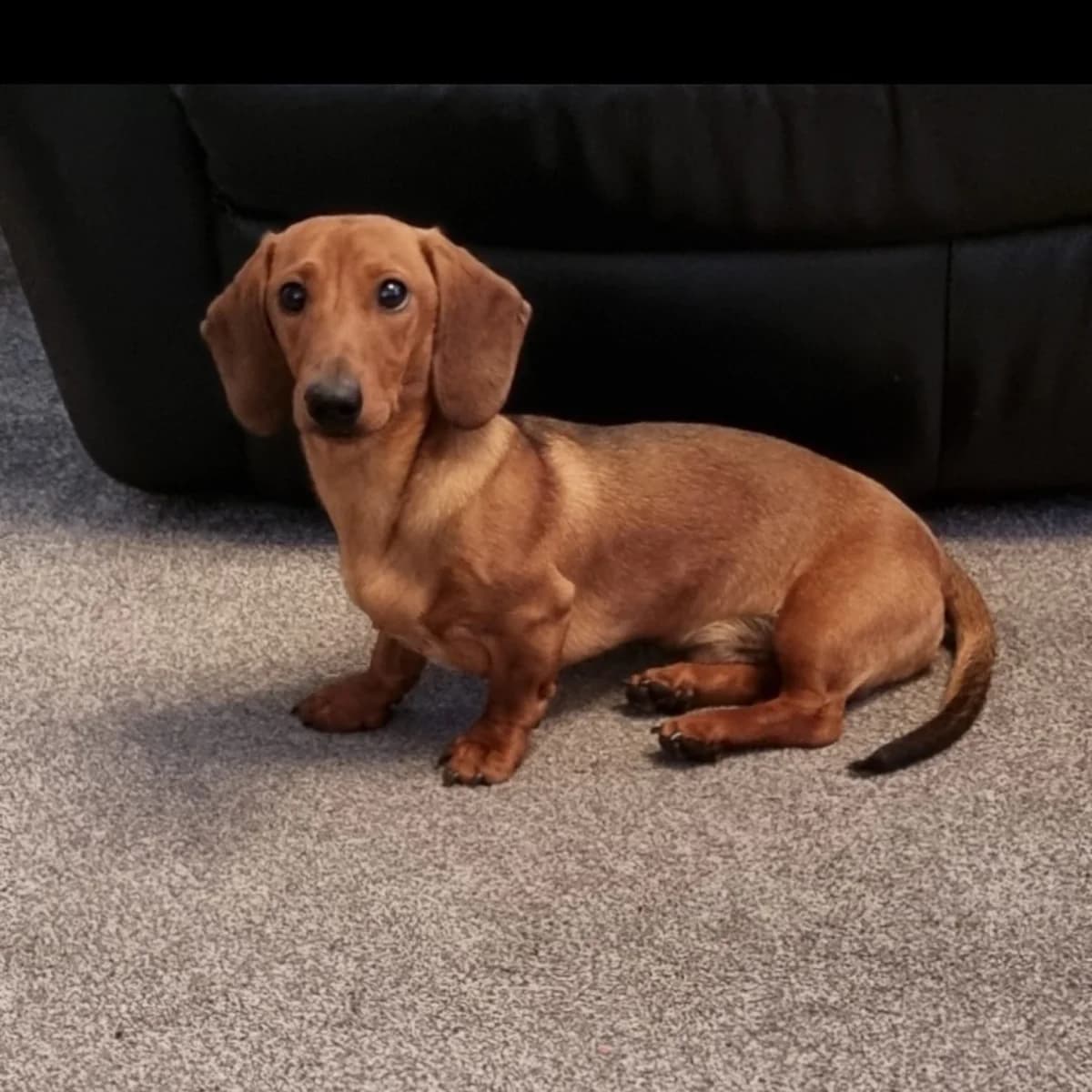 Arthur, male young mixed breed for adoption at The Red Foundation, Pentlow Street