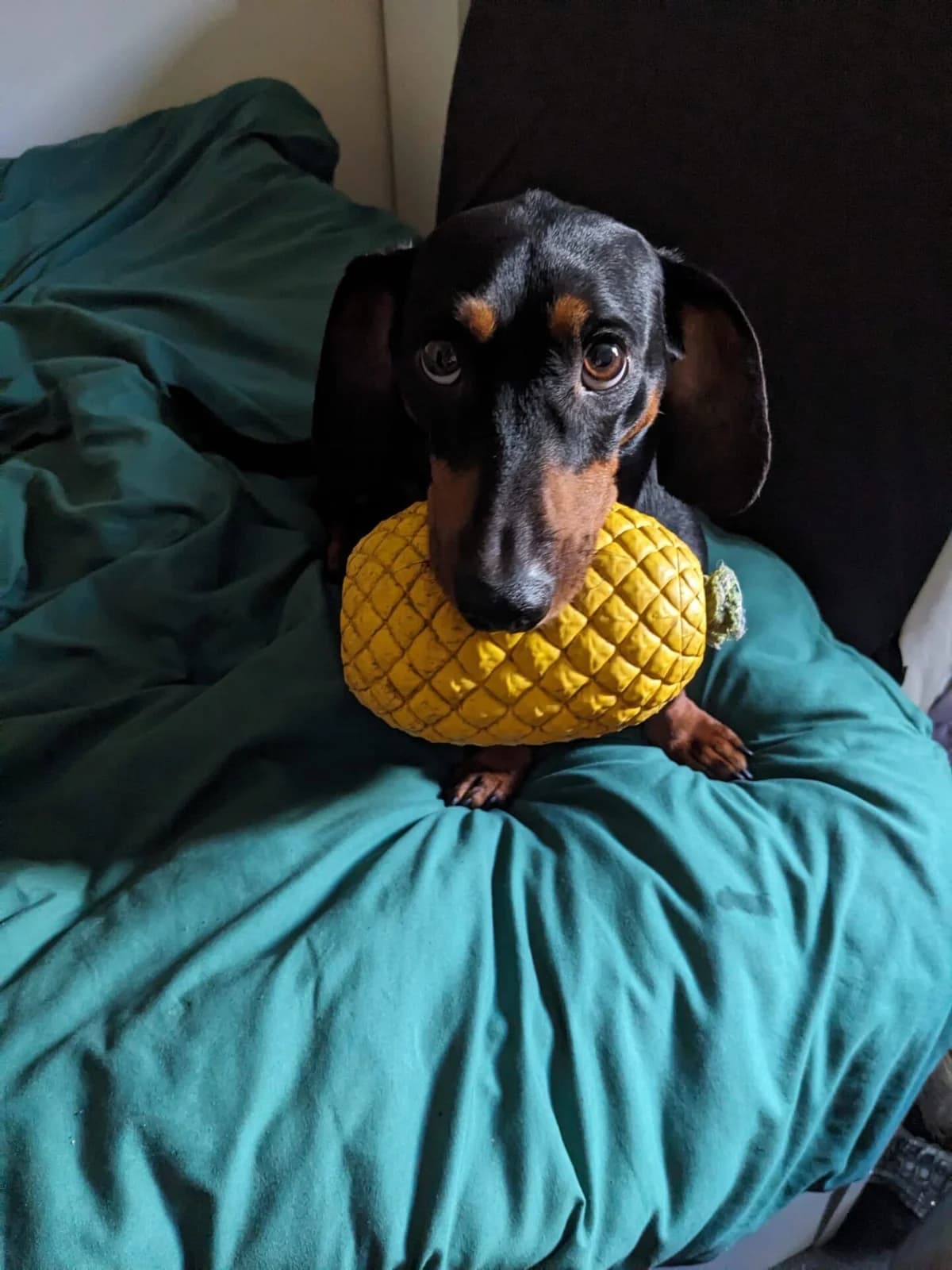 Bartley, 3yo Dachshund for adoption at The Red Foundation, Pentlow Street