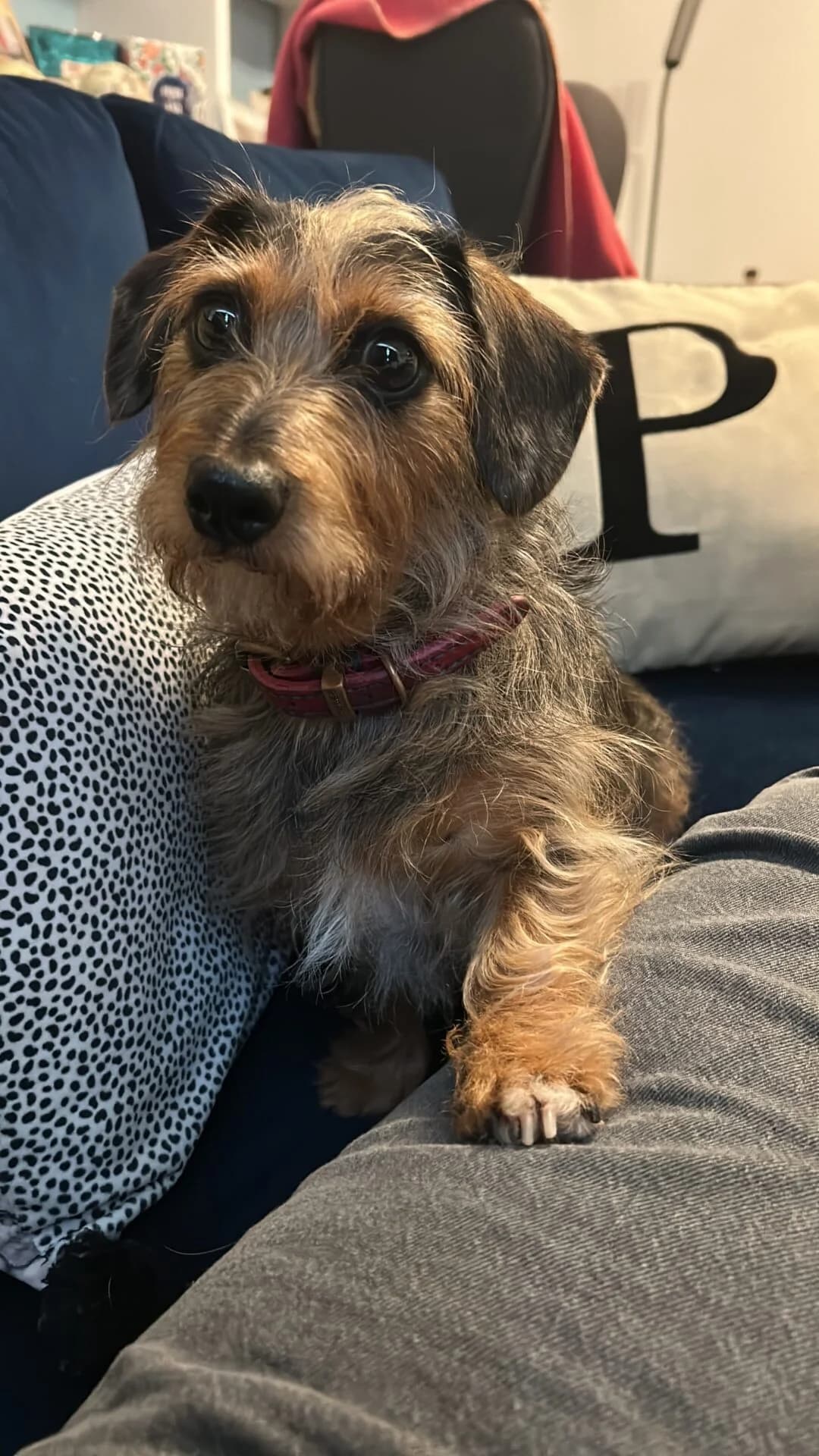 Biggie(Smalls), 4yo Dachshund for adoption at The Red Foundation, Pentlow Street