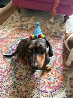 Cumberland, Dachshund for adoption at The Red Foundation, Pentlow Street