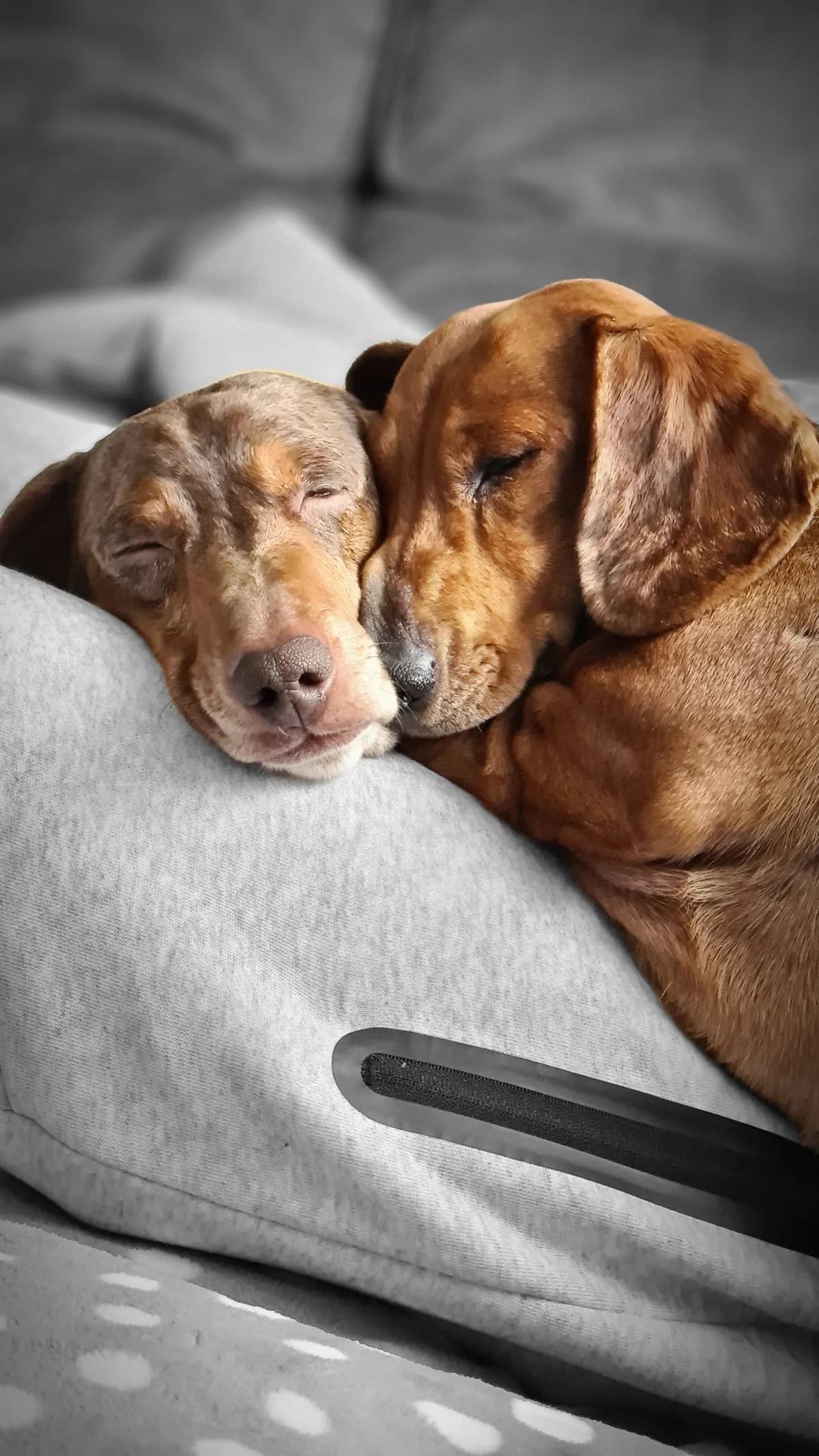 Daisy & Dotty – Bonded Pair, female 5yo mixed breed for adoption at The Red Foundation, Pentlow Street