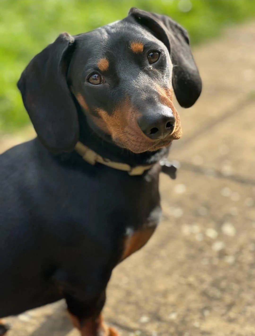 Dustin, male 4yo mixed breed for adoption at The Red Foundation, Pentlow Street
