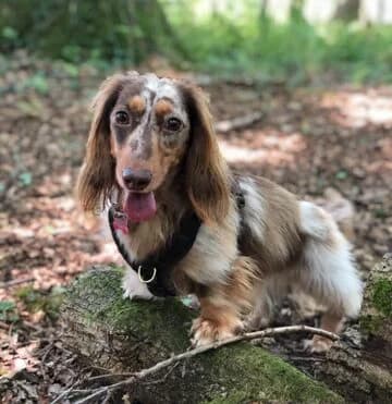 Fiadora, senior Dachshund for adoption at The Red Foundation, Pentlow Street