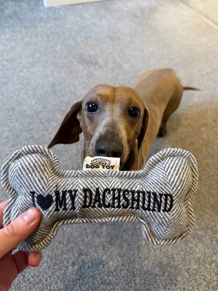 Finley, 6yo Dachshund for adoption at The Red Foundation, Pentlow Street