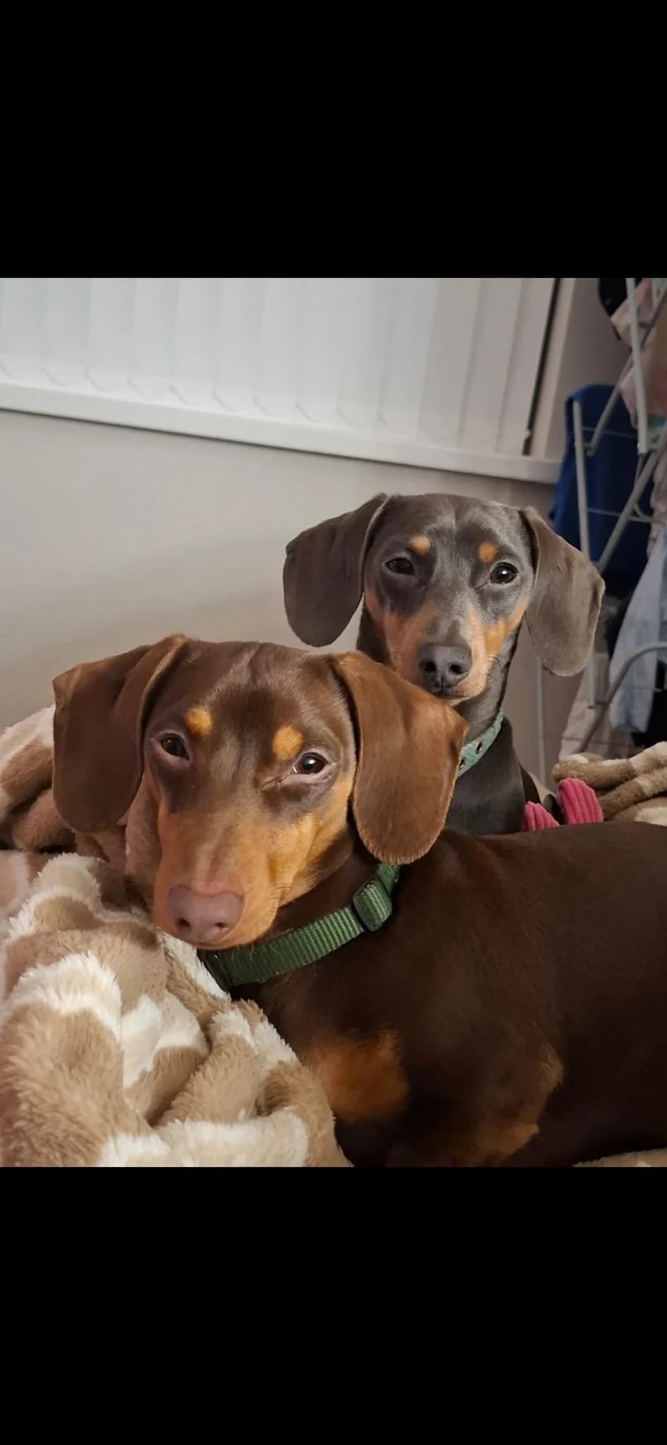 FRANKIE & NASHIE, male young Mixed Breed for adoption at The Red Foundation, Pentlow Street