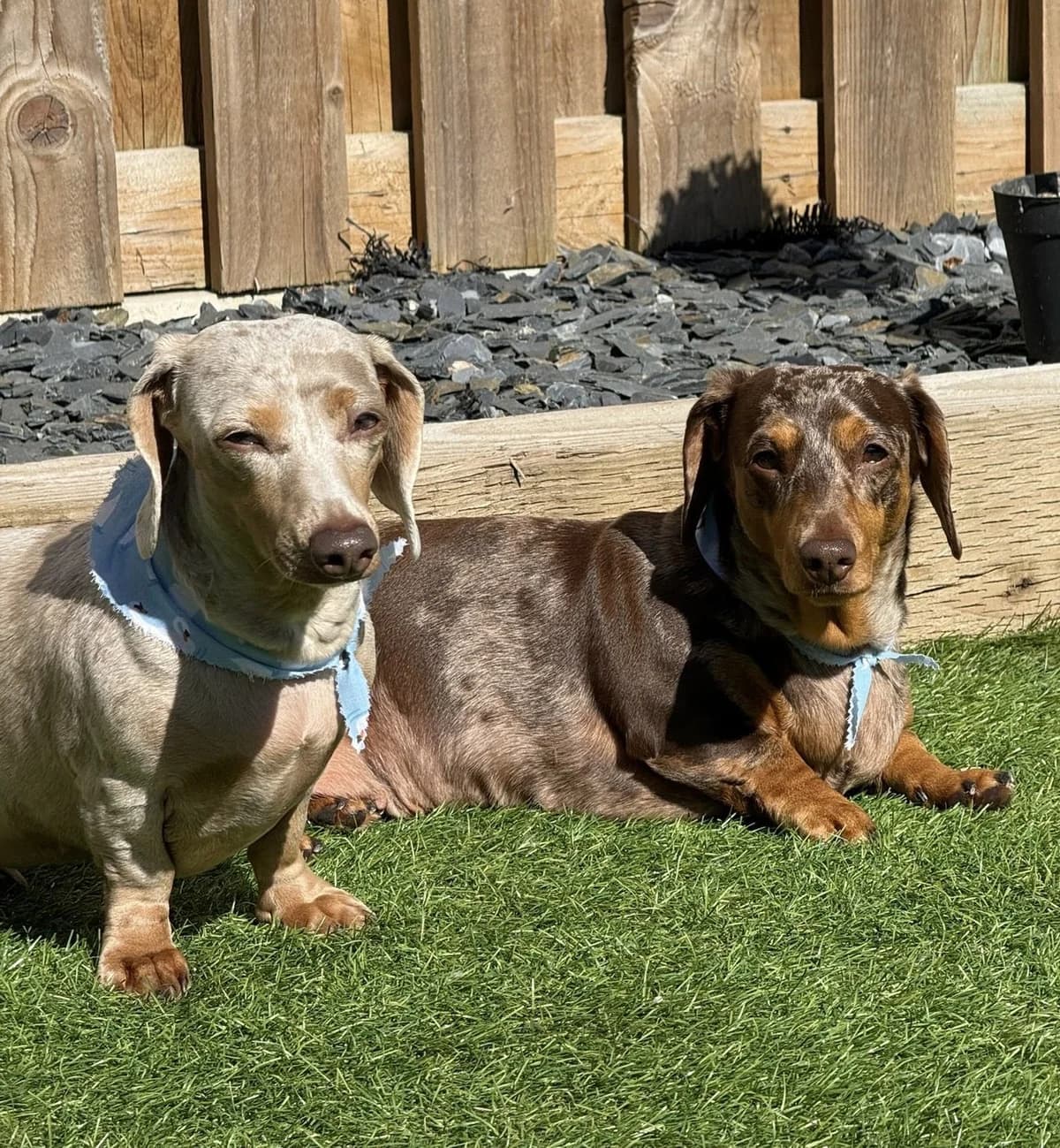 Fudge & Sprinkles, female 5yo mixed breed for adoption at The Red Foundation, Pentlow Street