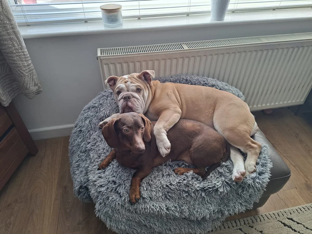 Hugo & Harley – Bonded Pair, male 5yo mixed breed for adoption at The Red Foundation, Pentlow Street