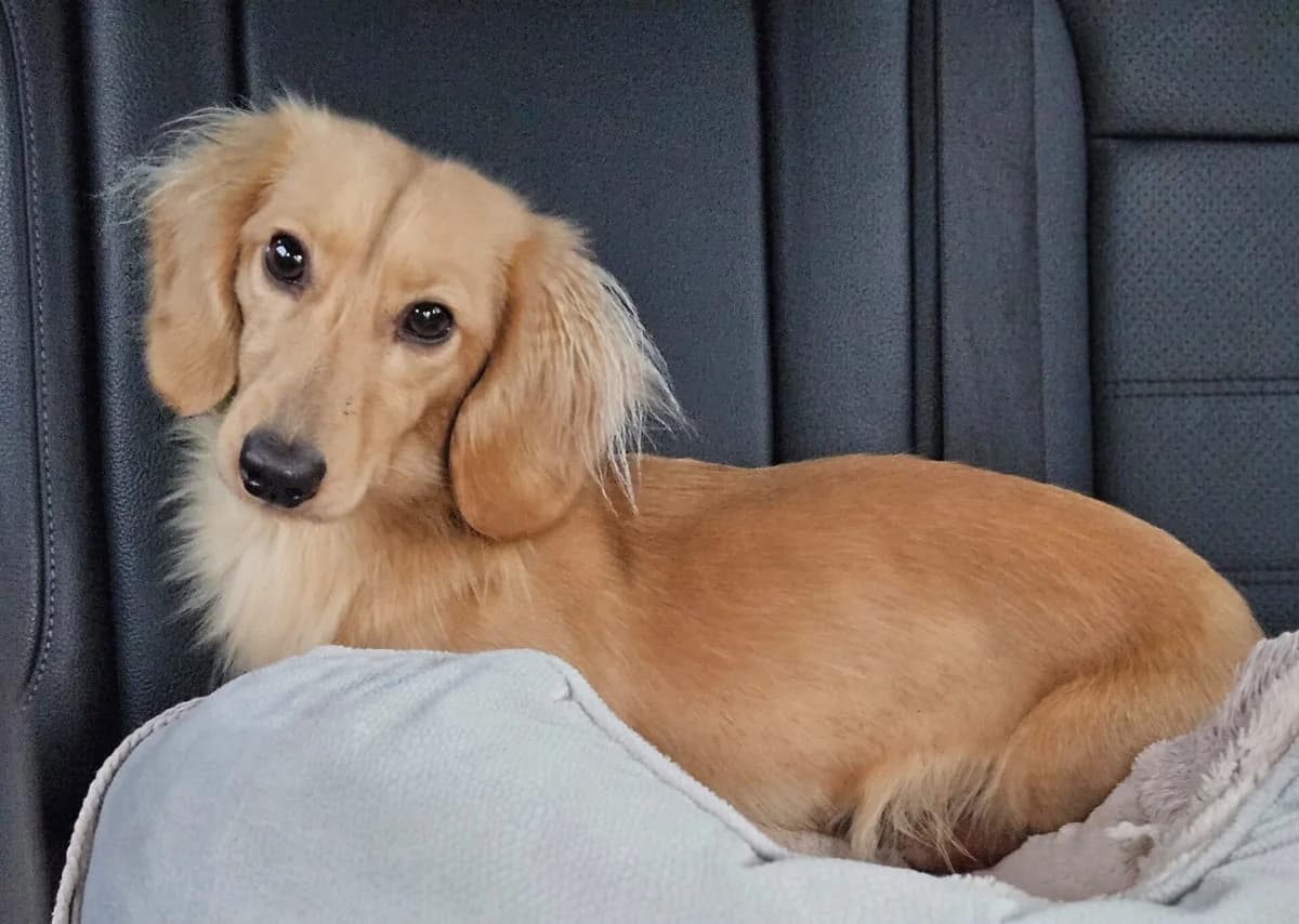 Long-Haired Boy, young Dachshund for adoption at The Red Foundation, Pentlow Street