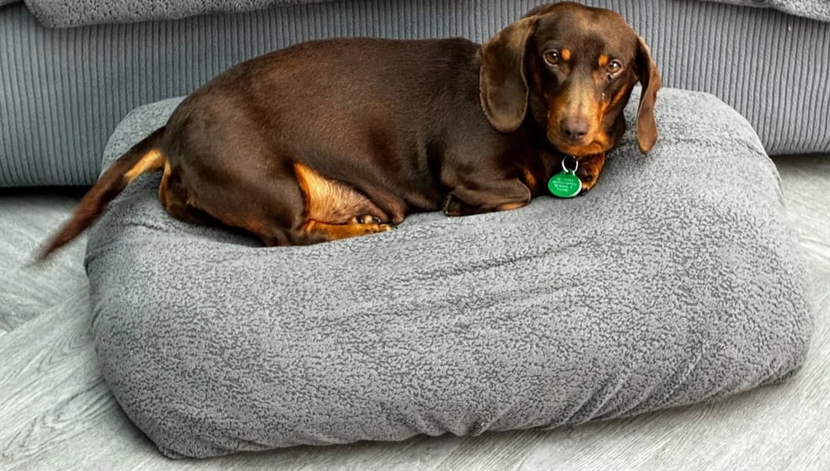 Luna, 7yo Dachshund for adoption at The Red Foundation, Pentlow Street
