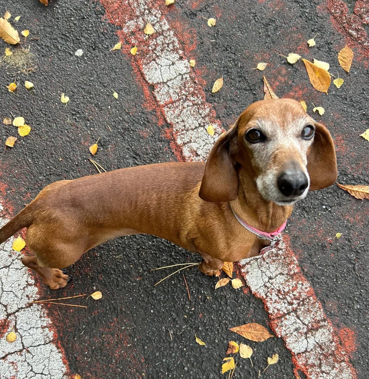 Margo, Dachshund for adoption at The Red Foundation, Pentlow Street