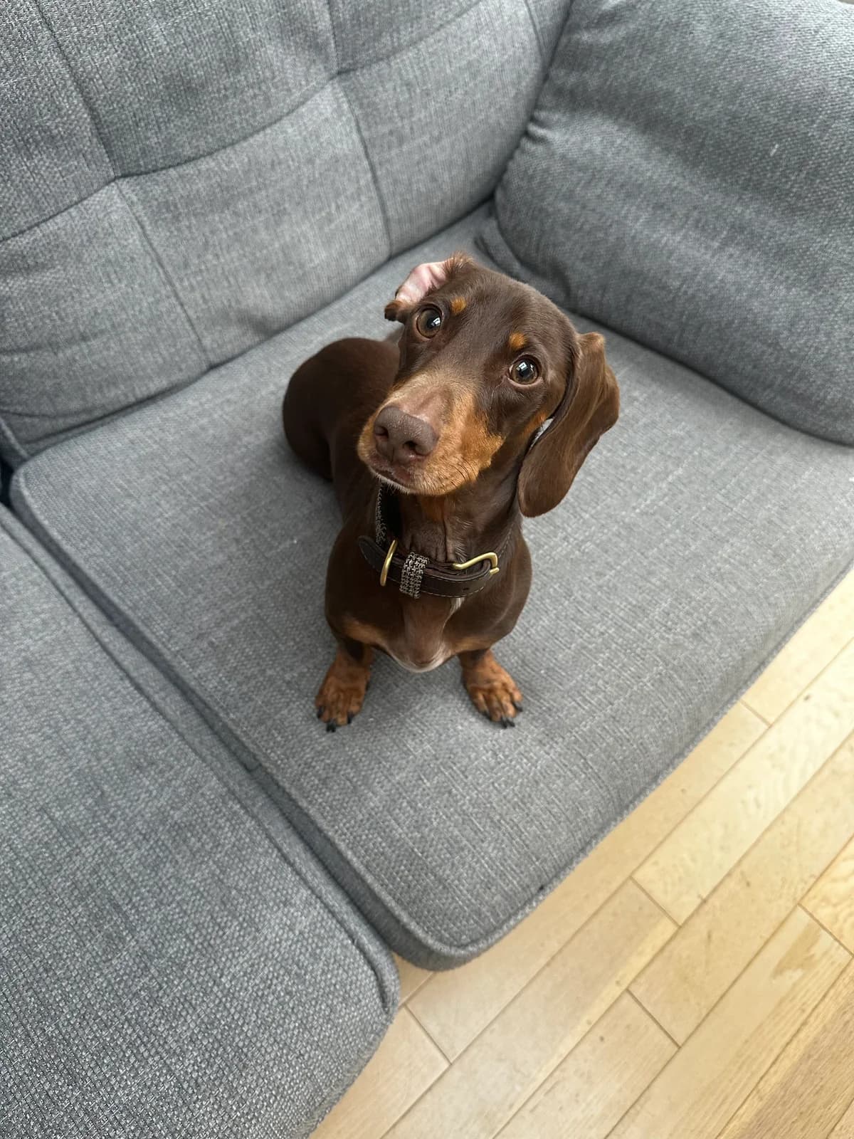 Mickey O, male 5yo mixed breed for adoption at The Red Foundation, Pentlow Street