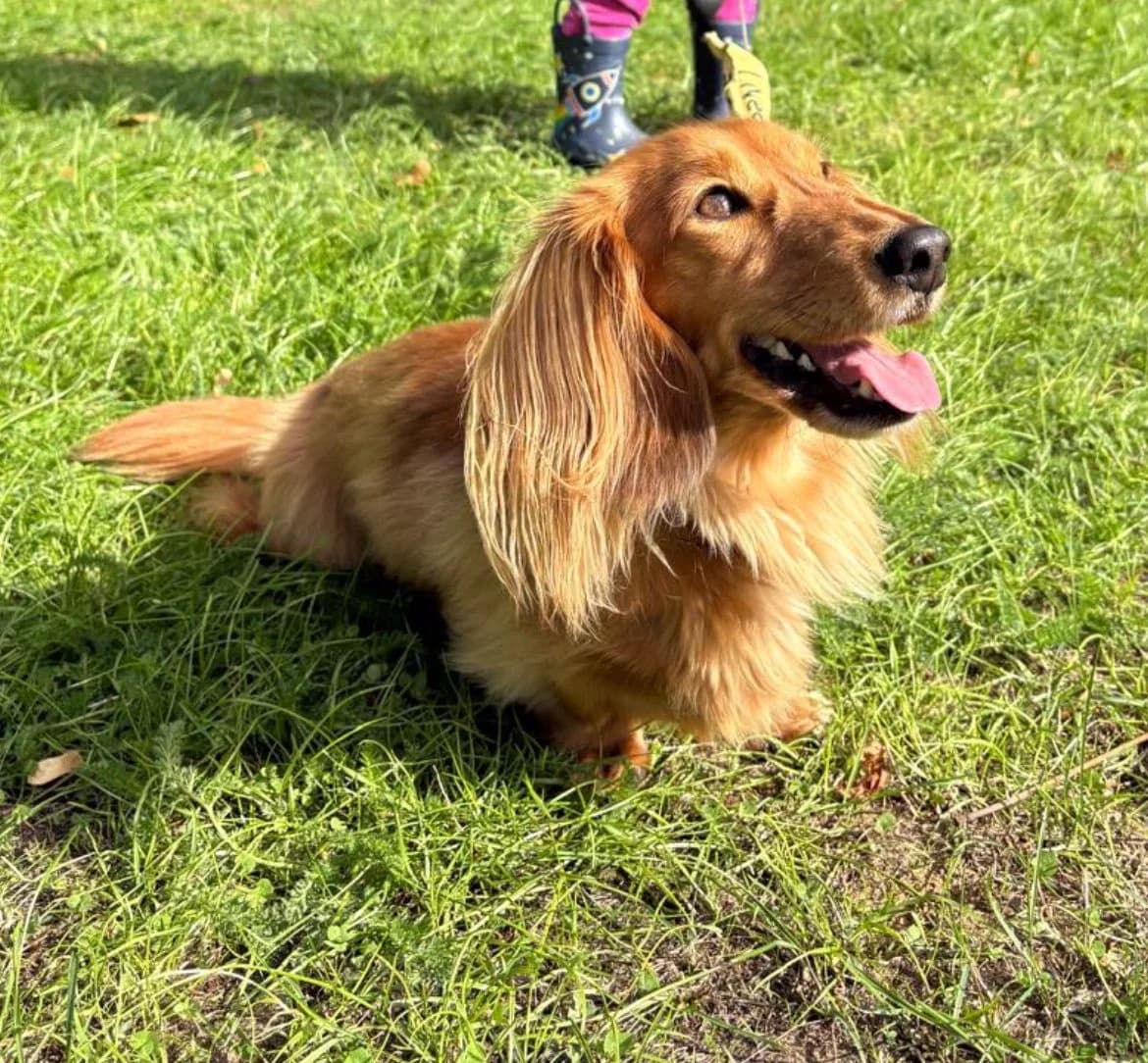 Peanut, 6yo Dachshund for adoption at The Red Foundation, Pentlow Street