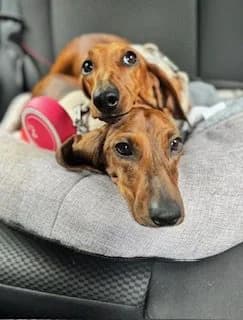 Percy & Cooper – Bonded Pair, male 4yo mixed breed for adoption at The Red Foundation, Pentlow Street
