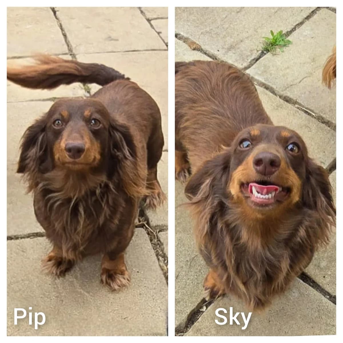 Pip & Sky, female Dachshund for adoption at The Red Foundation, Pentlow Street