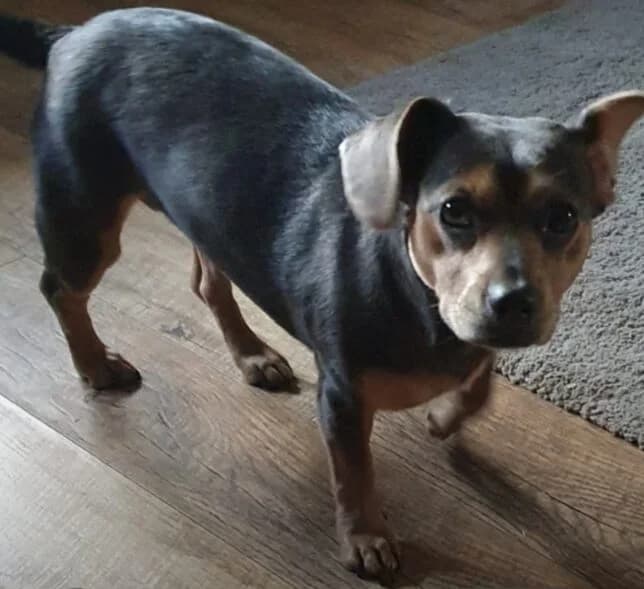 Raven, female young mixed breed for adoption at The Red Foundation, Pentlow Street