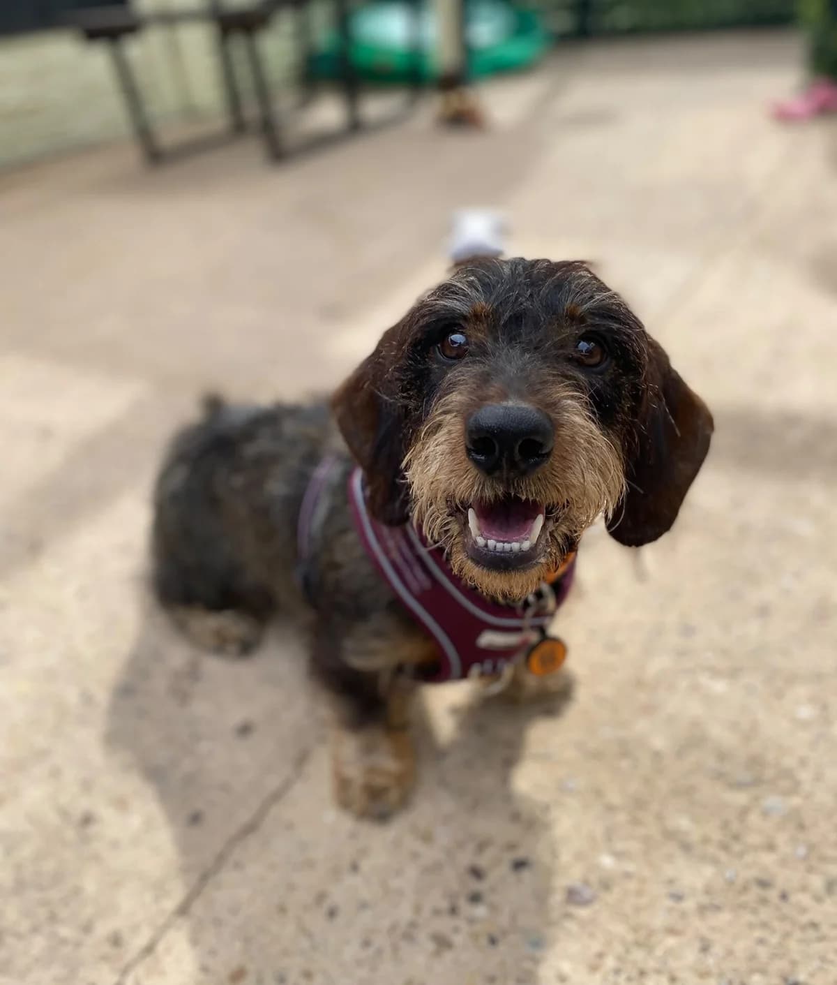 Reggie, 5yo Dachshund for adoption at The Red Foundation, Pentlow Street
