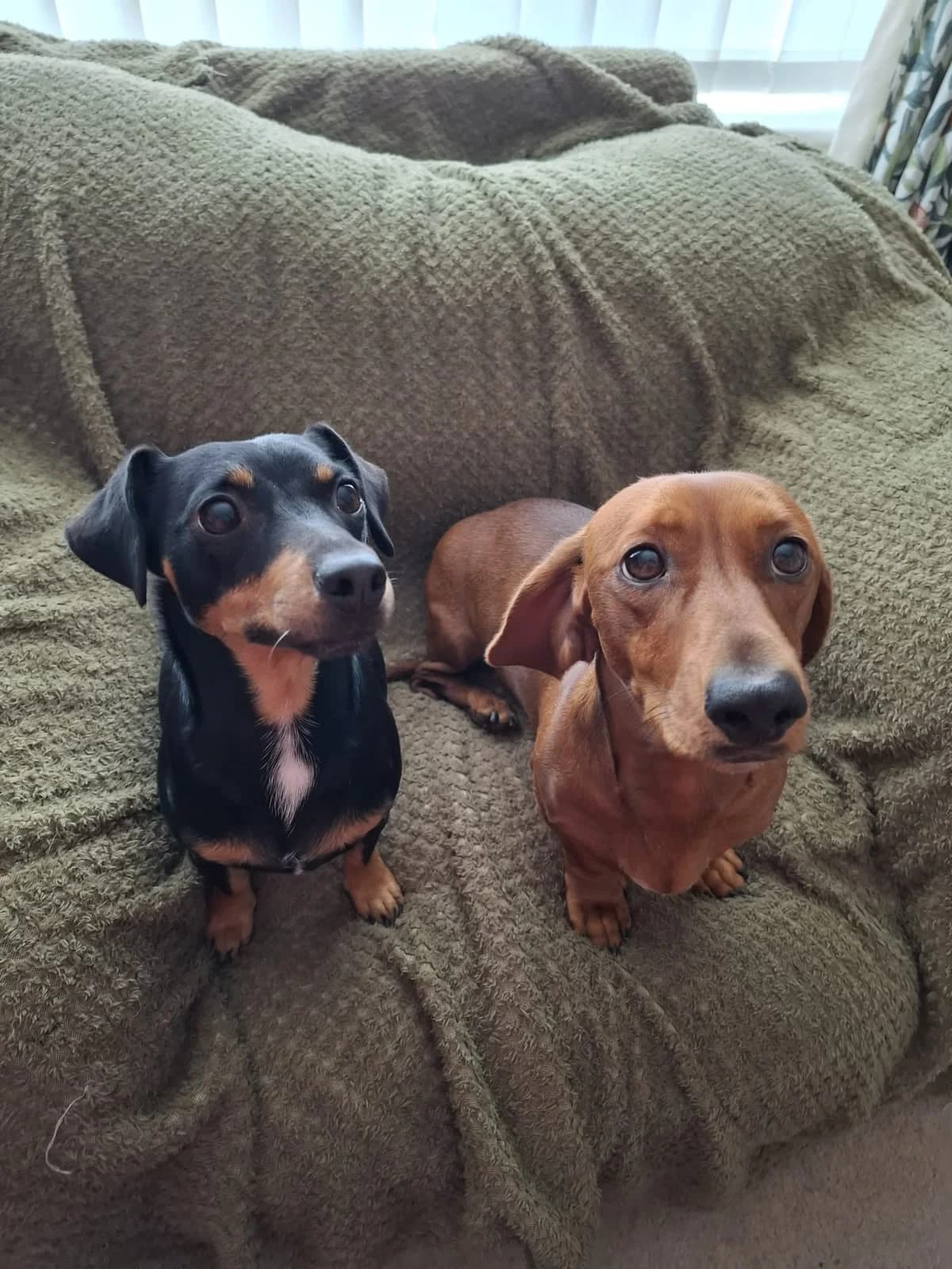 Rudy & Belle, young Dachshund for adoption at The Red Foundation, Pentlow Street