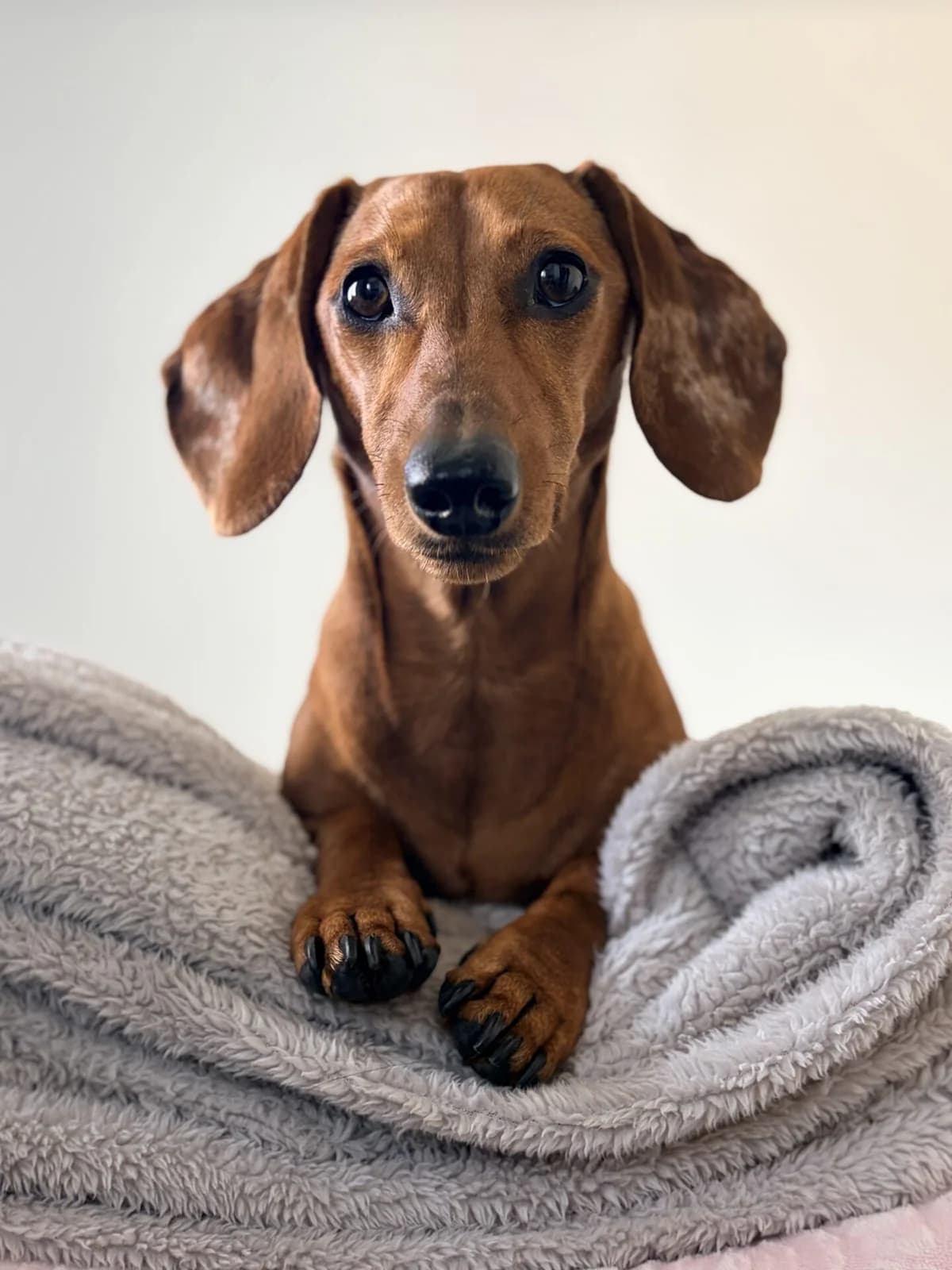 Sydney, red female 5yo mixed breed for adoption at The Red Foundation, Pentlow Street