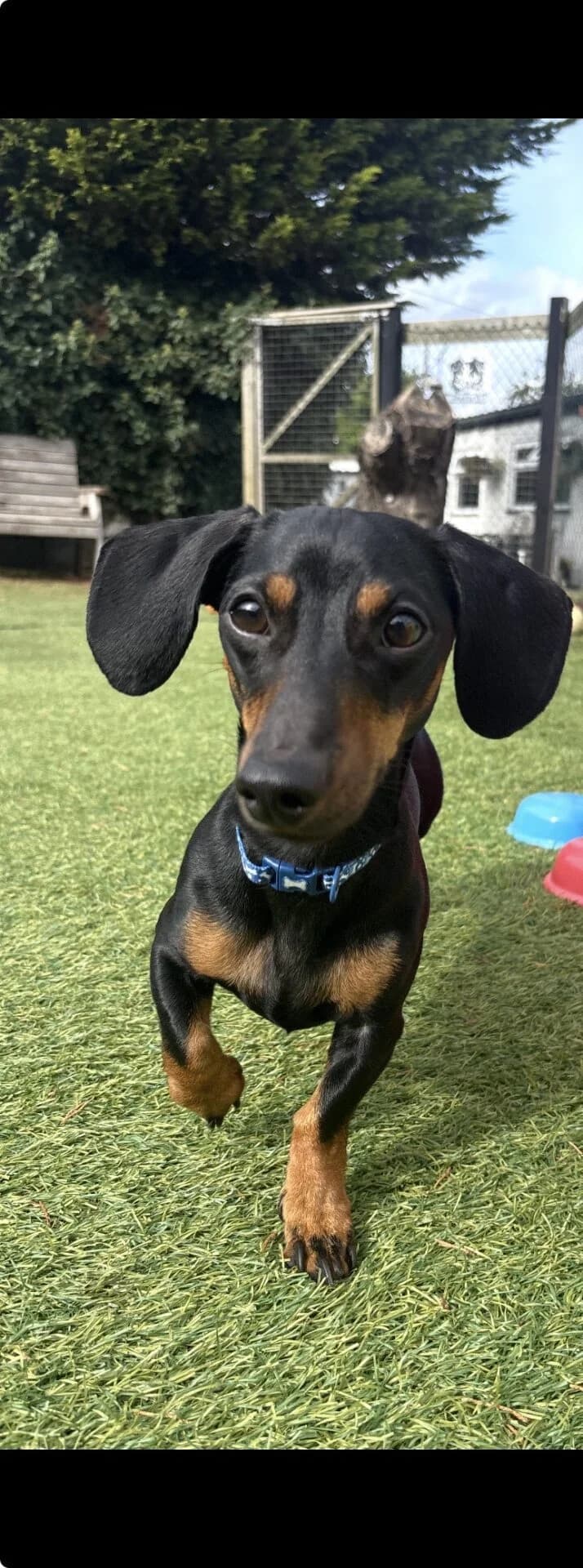 Teddy, Dachshund for adoption at The Red Foundation, Pentlow Street