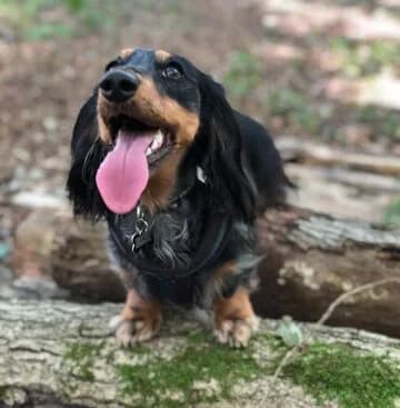 Wallace, senior Dachshund for adoption at The Red Foundation, Pentlow Street
