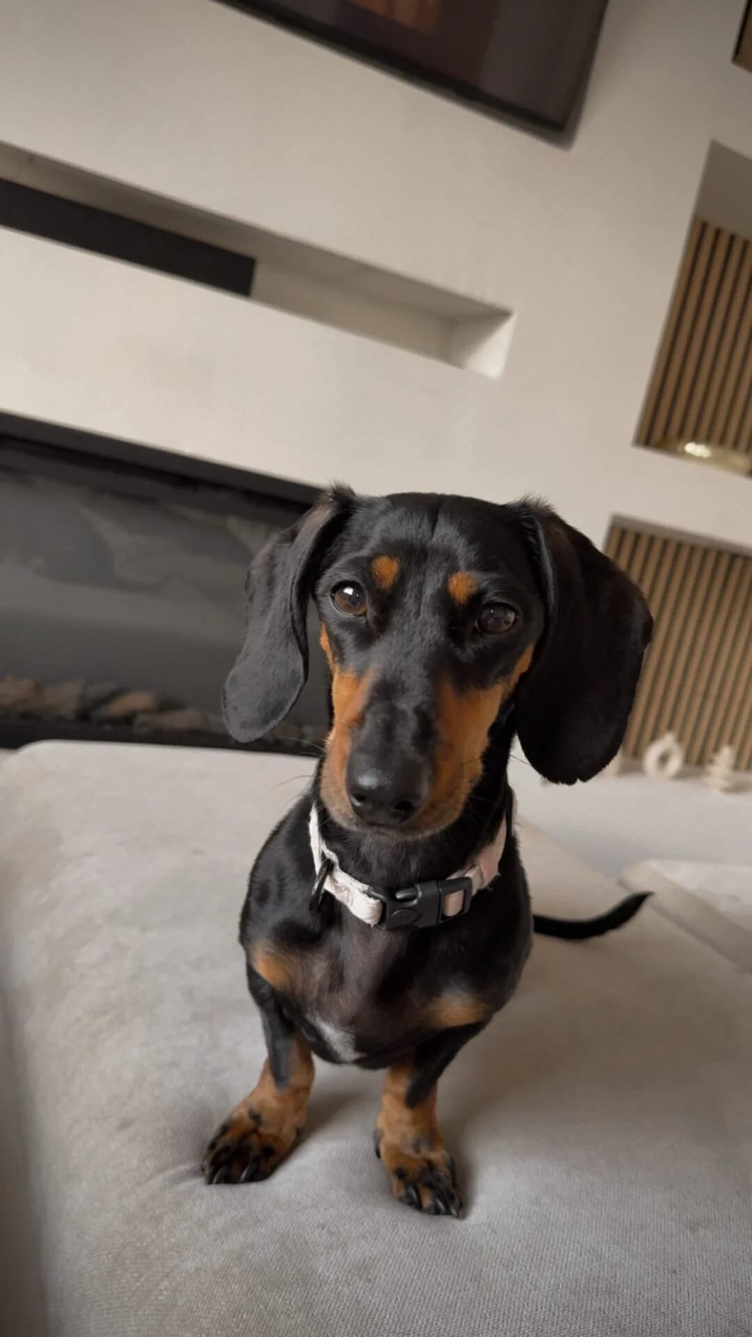Wispa, 4yo Dachshund for adoption at The Red Foundation, Pentlow Street