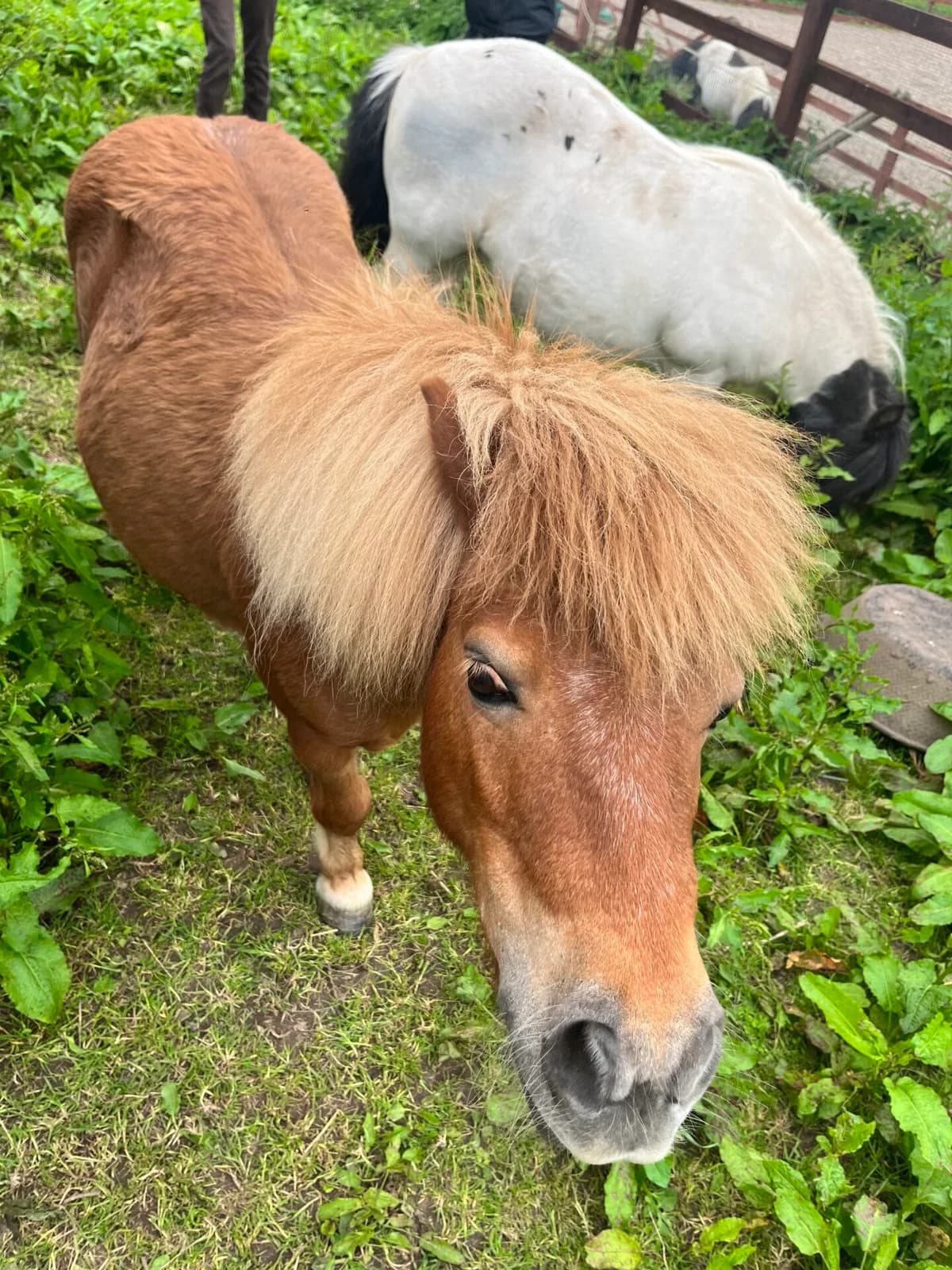 Teddy, senior mixed breed for adoption at Thornberry Animal Sanctuary