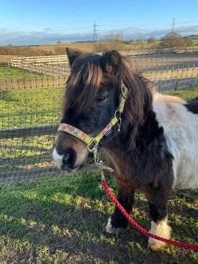 Drummer, senior mixed breed for adoption at Thornberry Animal Sanctuary