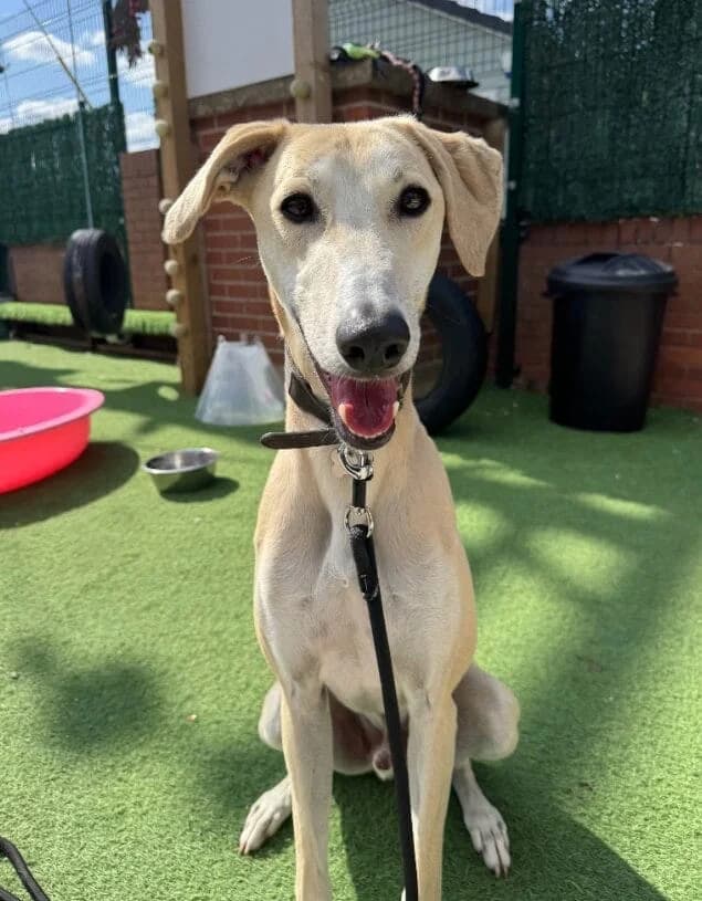Simon, young Mixed Breed for adoption at Thornberry Animal Sanctuary