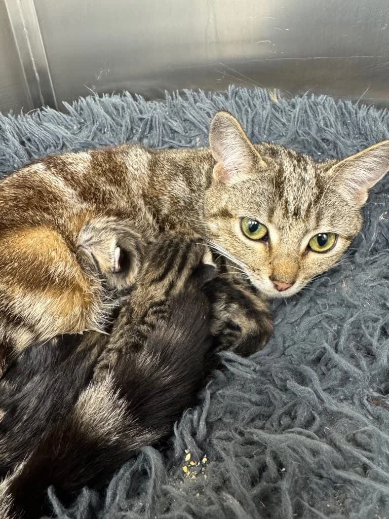 FOSTER INTEREST, young Mixed Breed Cat for adoption at Thornberry Animal Sanctuary