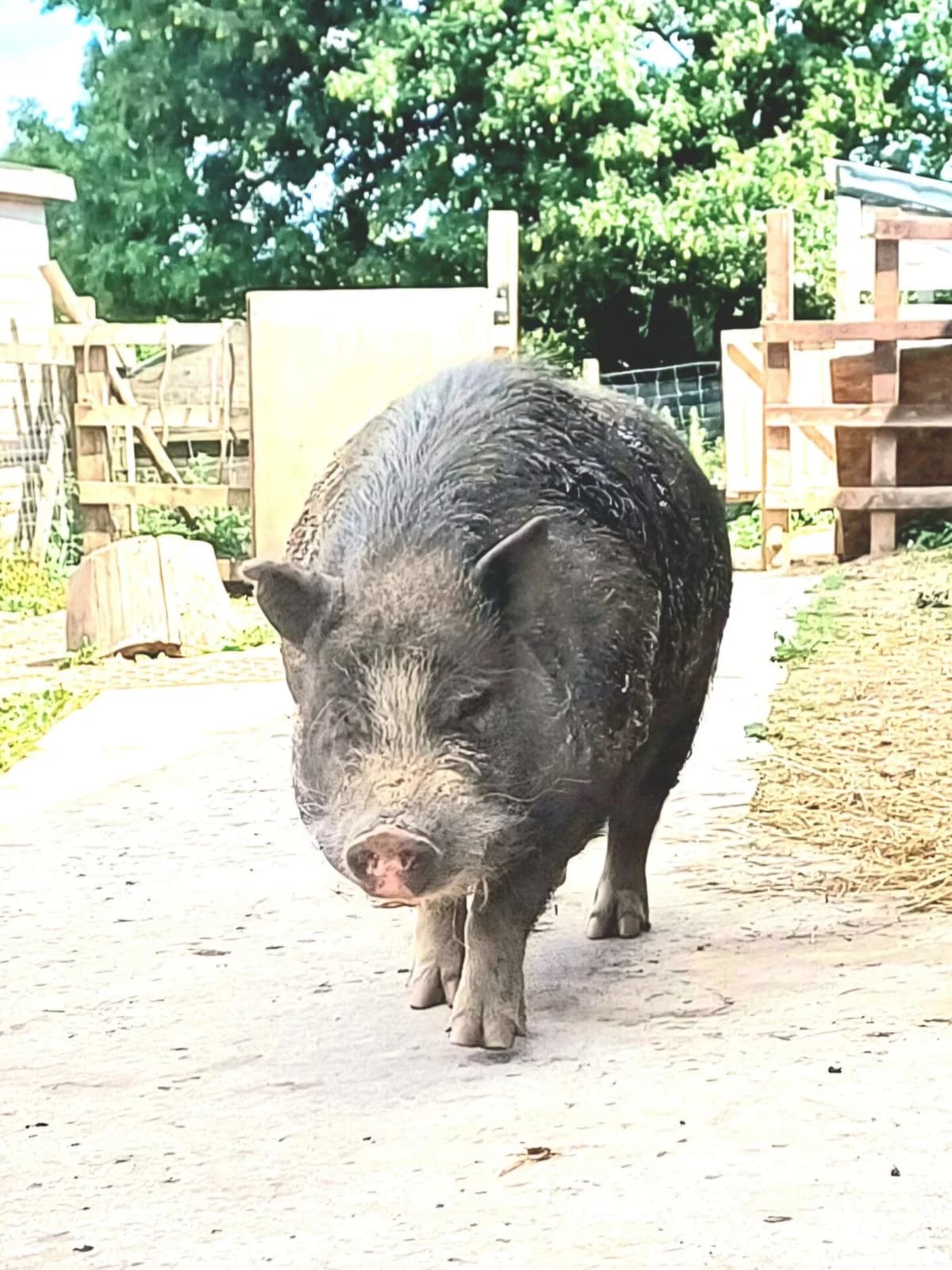 Rasher —3-Year-Old Neutered Male Pig, 3yo mixed breed for adoption at Thornberry Animal Sanctuary
