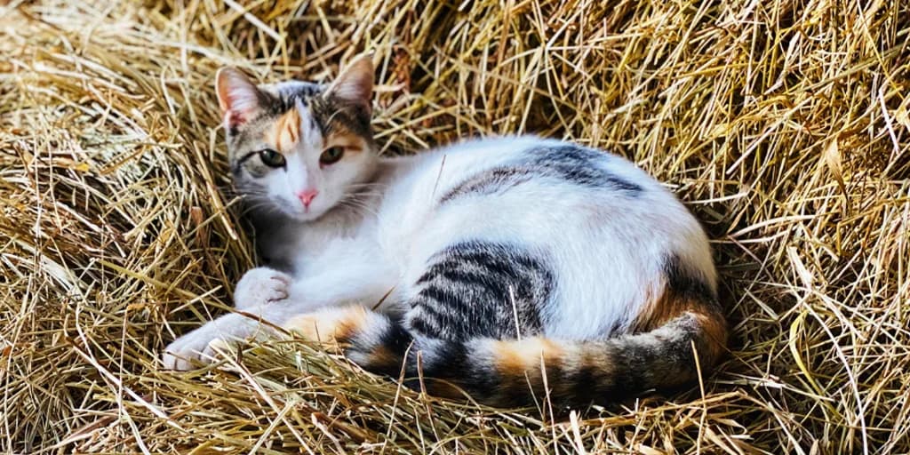 Farm/Rural Homes Wanted, Mixed Breed Cat for adoption at Thornberry Animal Sanctuary