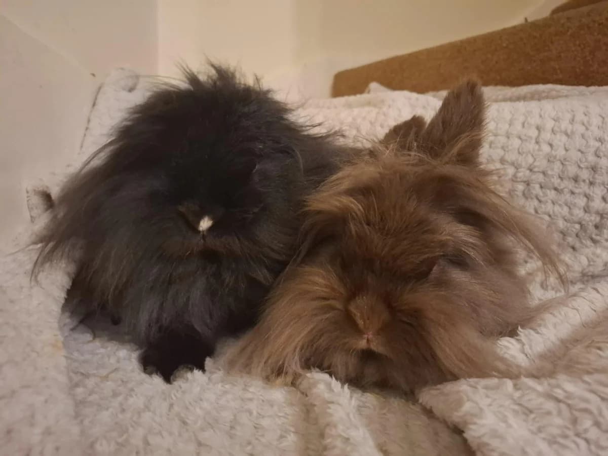 Lilo and Boo, young mixed breed for adoption at Thornberry Animal Sanctuary