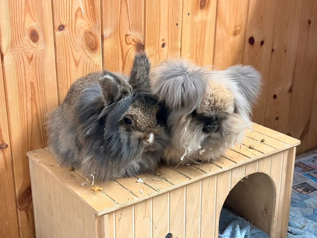 Spirit and Belle, young mixed breed for adoption at Thornberry Animal Sanctuary