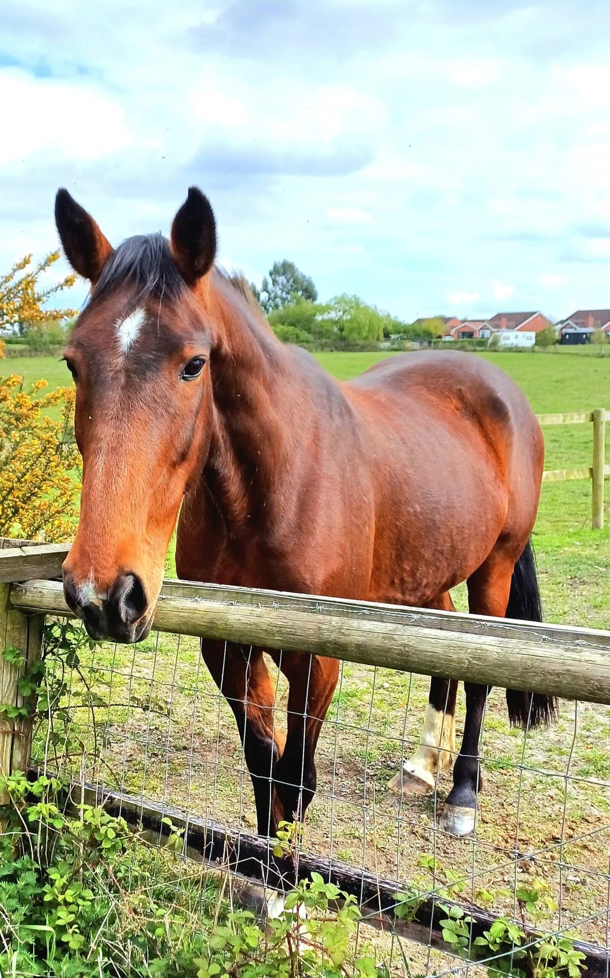 Rosie — 16.2hh ID x Warmblood Mare | Rising 14 Years, senior mixed breed for adoption at Thornberry Animal Sanctuary
