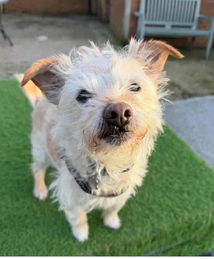 Henry, senior mixed breed for adoption at Thornberry Animal Sanctuary