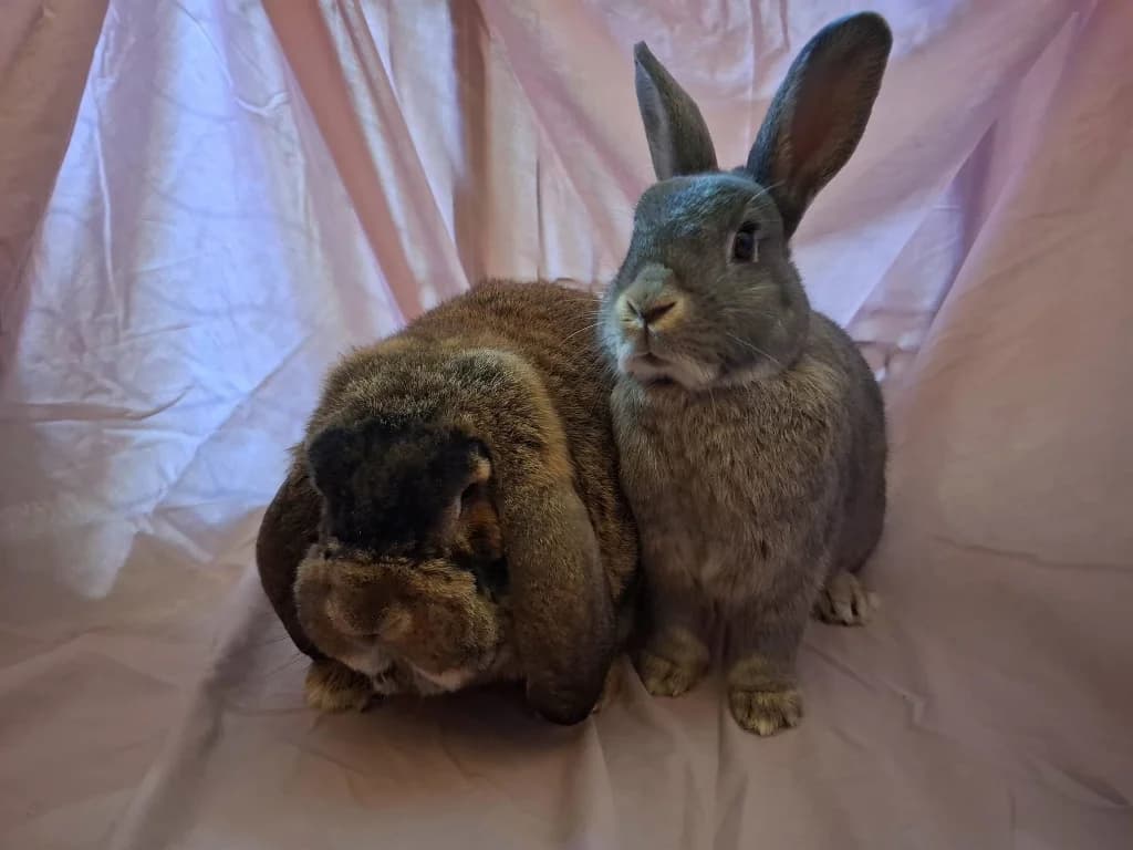 Bella & Thumper, 4yo mixed breed for adoption at Thornberry Animal Sanctuary