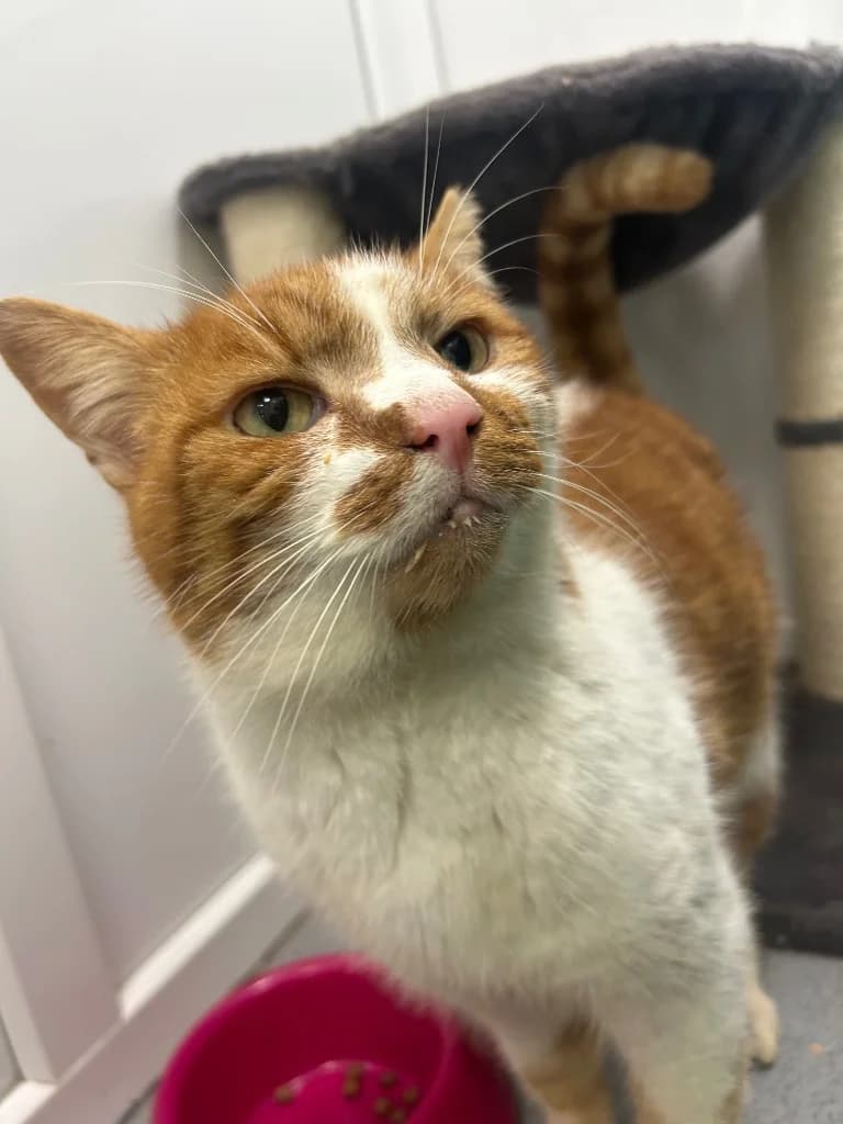 Tikka, senior Mixed Breed Cat for adoption at Thornberry Animal Sanctuary