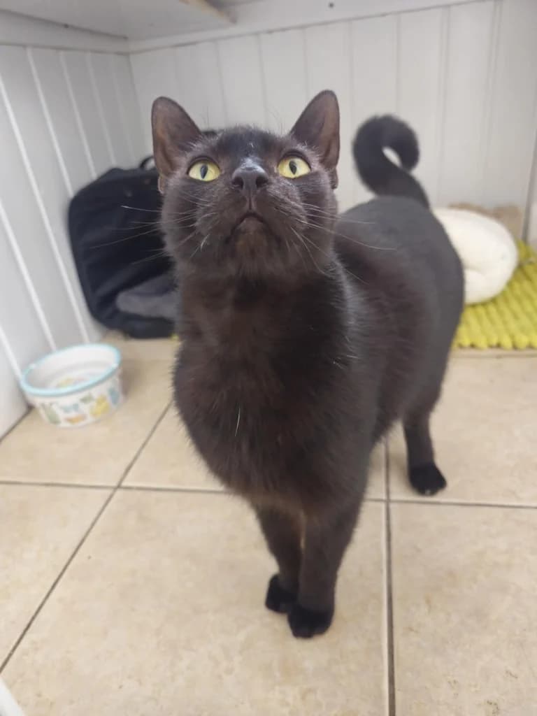 Hugo, 3yo Mixed Breed Cat for adoption at Thornberry Animal Sanctuary