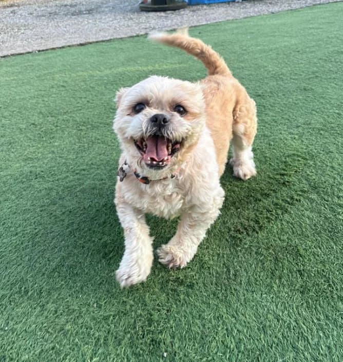 Patch, senior Shih Tzu for adoption at Thornberry Animal Sanctuary