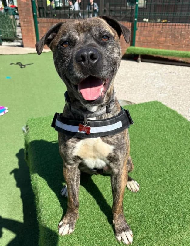 Benny, 7yo Staffordshire Bull Terrier for adoption at Thornberry Animal Sanctuary