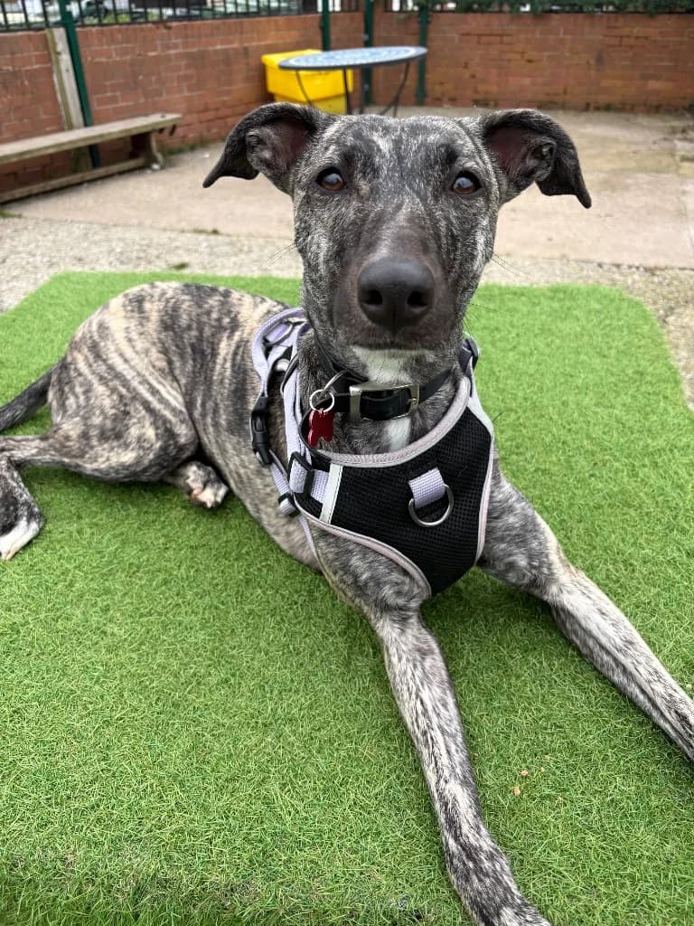 Tilly, young Lurcher for adoption at Thornberry Animal Sanctuary