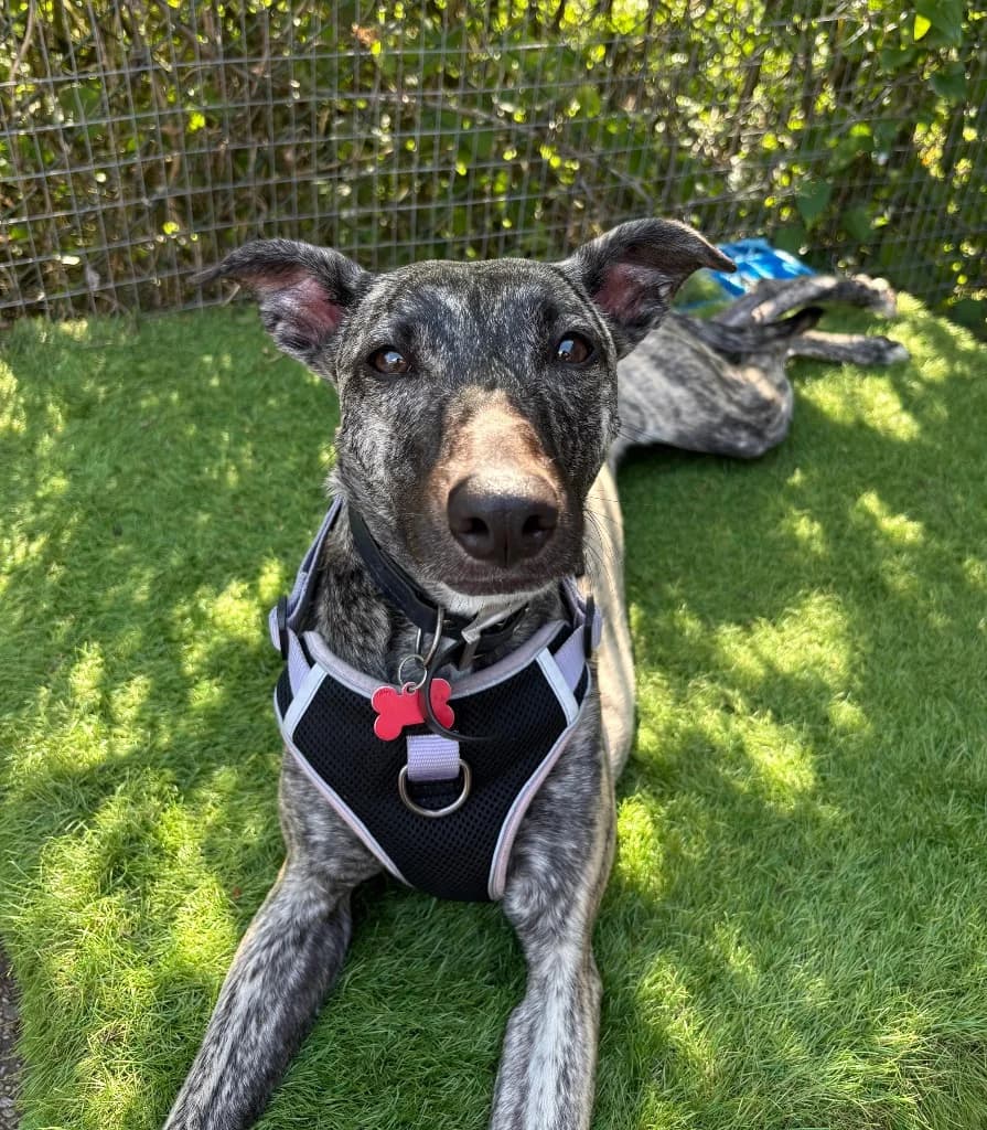 Tilly, young Lurcher for adoption at Thornberry Animal Sanctuary