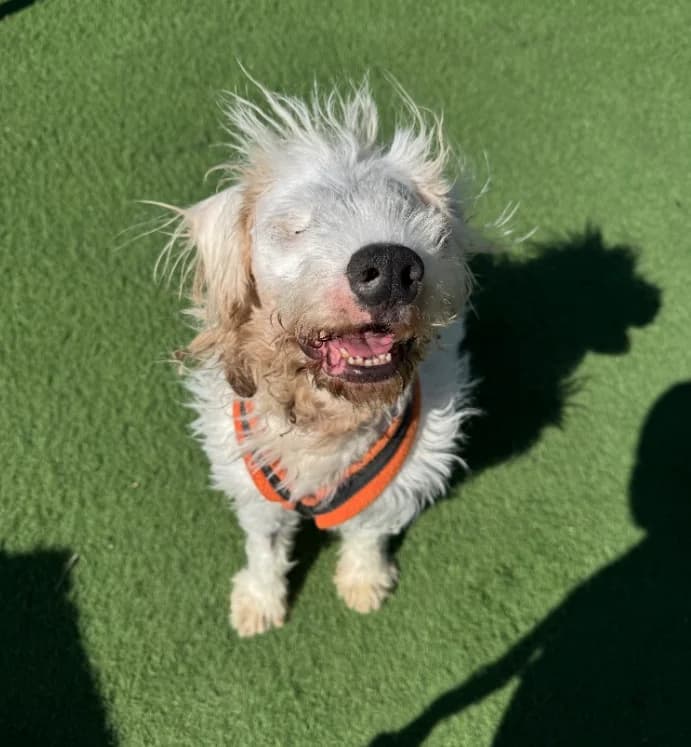 Laurie, 4yo mixed breed for adoption at Thornberry Animal Sanctuary